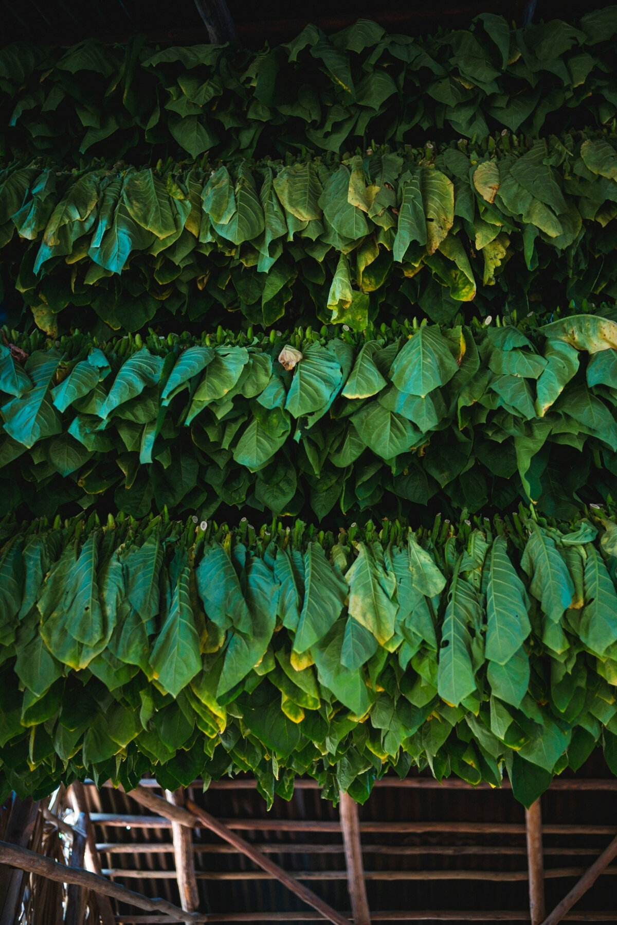 Flue-curing of tobacco in a wood barn. Photo by Tim Stief on Unsplash<br>