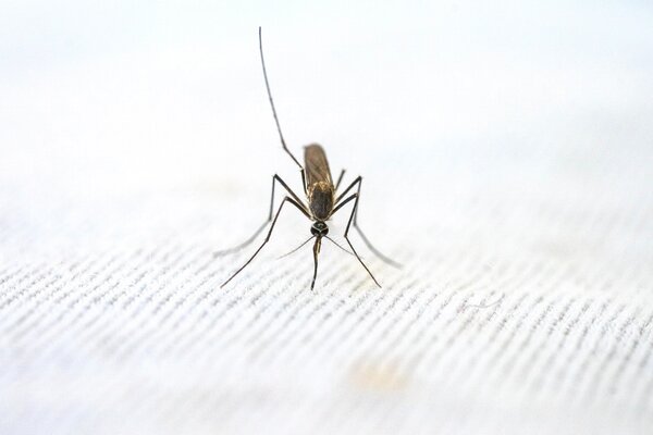 Ghana lässt neuen Malariaimpfstoff zu
