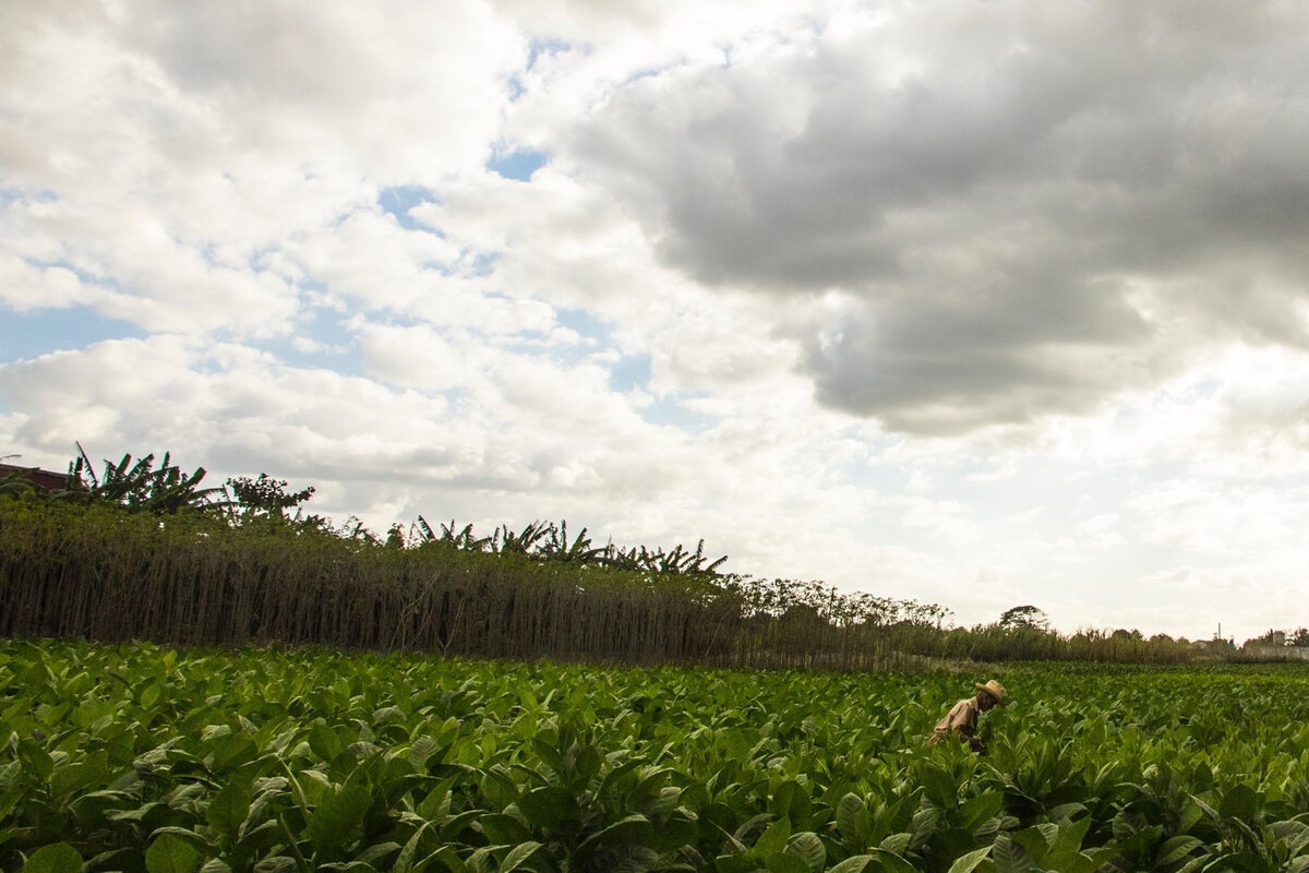 Tobacco fields in Cuba. Photo by Robin Canfield on Unsplash<br>