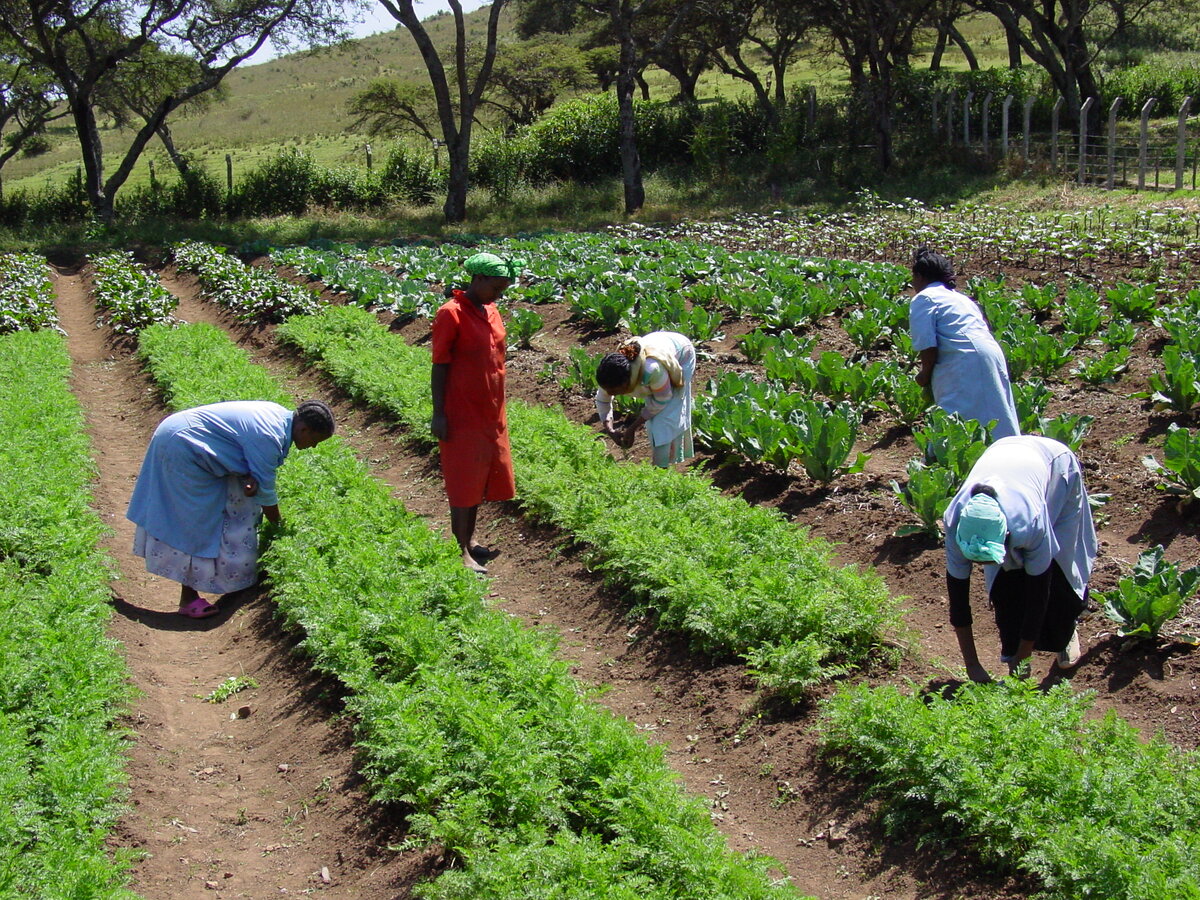 Im Ausbildungsprogramm Gemüseanbau. Foto: © Hamlin Fistula Ethiopia<br>